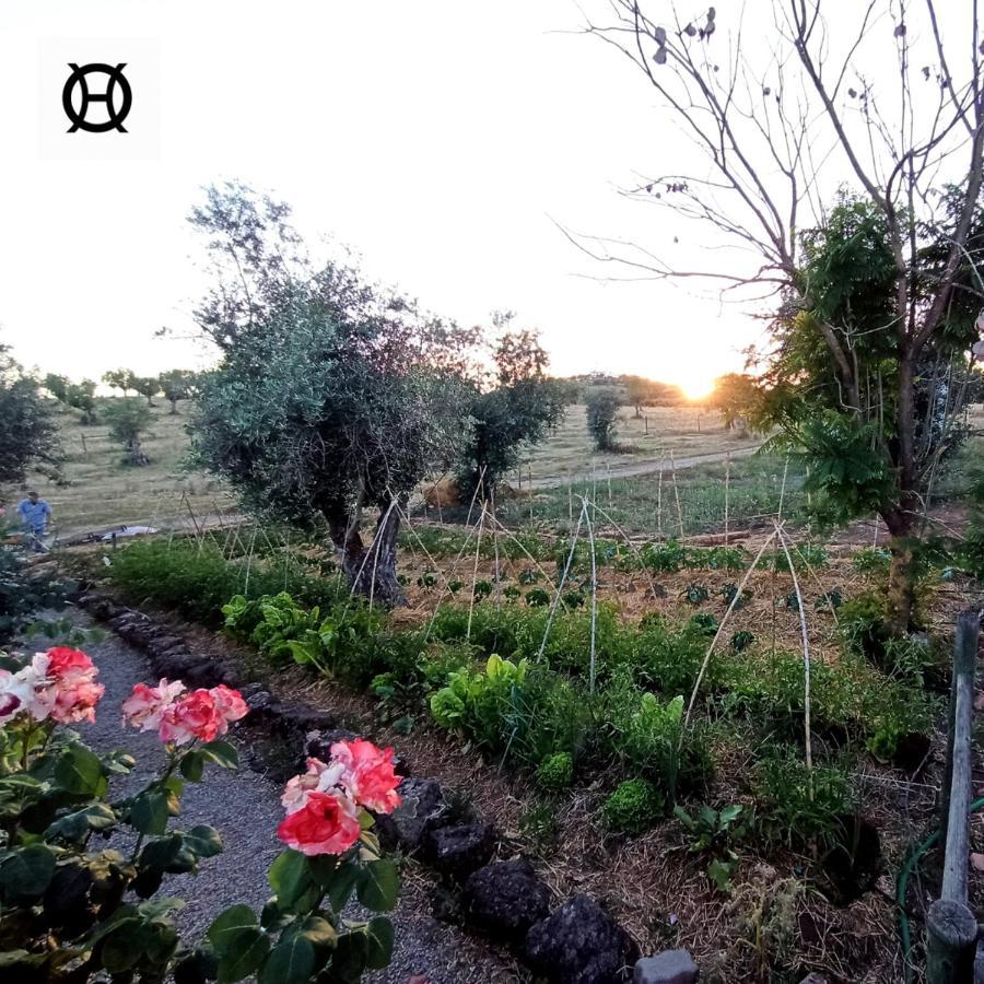 Herdade Da Ordem Cabeco de Vide Ngoại thất bức ảnh